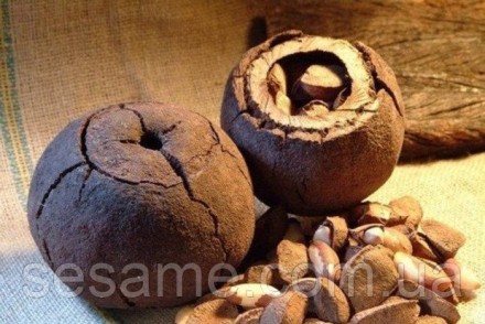 Общее описание Бразильский орех (лат. Bertholletia) – это один из наиболее крупн. . фото 4
