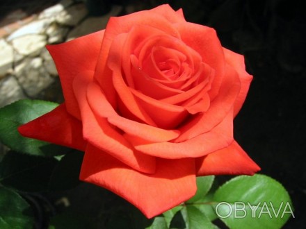 В наличии эфирное масло розы дамасской косметического и терапевтического классов. . фото 1
