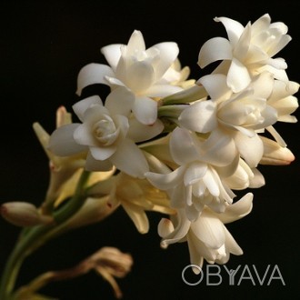 Чистый абсолют туберозы является одним из самых дорогих цветочных масел в соврем. . фото 1