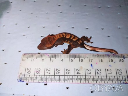 Обаятельная, маленькая ручная рептилия - ресничный геккон бананоед. Размеры ящер. . фото 1