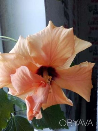 Маленькое укорененное растение.Цветок махровый персиковый.В середине у основания. . фото 1