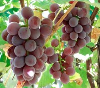 Саженцы винного неукрывного винограда Лидия, выращены из черенков, нарезанных ос. . фото 2