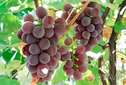 Саженцы винного неукрывного винограда Лидия, выращены из черенков, нарезанных ос. . фото 1