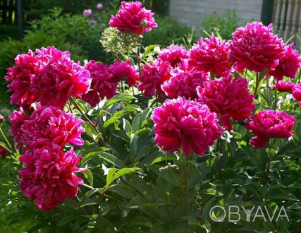 Пионы,розы,ирисы,бадан.и другое.