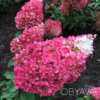 Гортензия метельчатая Строберри Блоссом / Hydrangea Living Strawberry Blossom
Ку. . фото 1