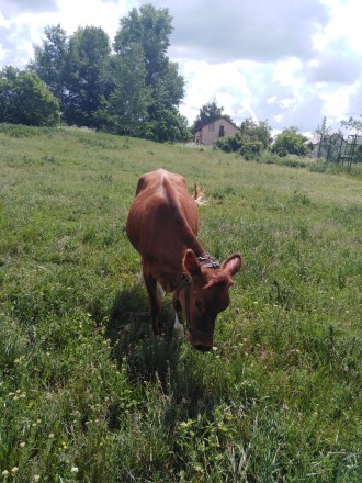Продам теличку парована. Спокойна. Находиться в хороших руках. Село Еркивци. Киев. фото 1 Продам теличку парована. Спокойна. Находиться в хороших руках. Село Еркивци. Киев. фото 1