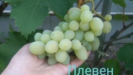 Саженцы белого столового укрывного винограда Плевен,
выращены из черенков, наре. . фото 2