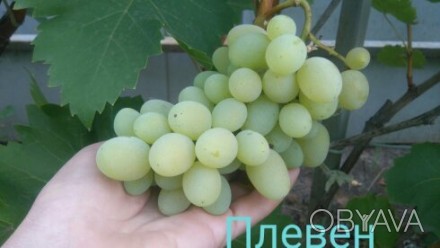 Саженцы белого столового укрывного винограда Плевен,
выращены из черенков, наре. . фото 1