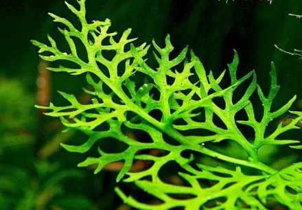 Продам аквариумные растения:
Криптокарина Вендта(10 грн/куст)
Анубиас Нана(от . . фото 9
