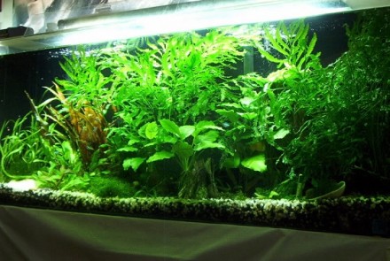 Продам аквариумные растения:
Криптокарина Вендта(10 грн/куст)
Анубиас Нана(от . . фото 2