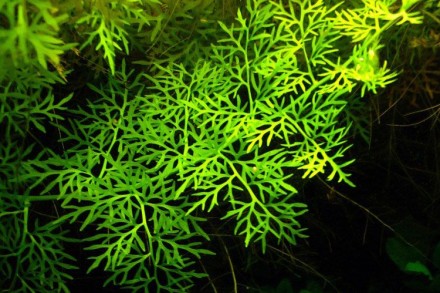 Продам аквариумные растения:
Криптокарина Вендта(10 грн/куст)
Анубиас Нана(от . . фото 10