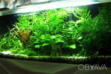 Продам аквариумные растения:
Криптокарина Вендта(10 грн/куст)
Анубиас Нана(от . . фото 1