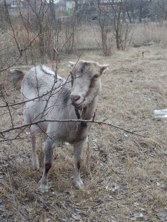Продается коза (3 окота) Эмма , % ламанча, зааненка, альпийка. (Мы купили ее пос. . фото 2