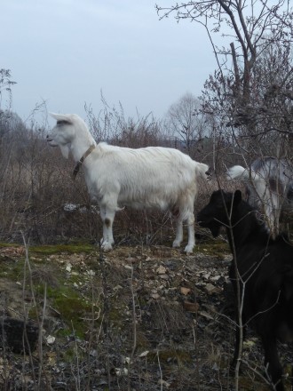 Продается коза (3 окота) Эмма , % ламанча, зааненка, альпийка. (Мы купили ее пос. . фото 4