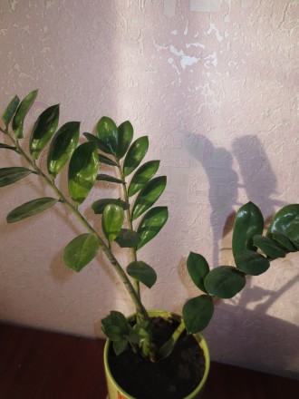 Замиокулькас замиелистный (денежное дерево) любит тепло, яркий свет, очень умере. . фото 2