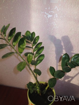 Замиокулькас замиелистный (денежное дерево) любит тепло, яркий свет, очень умере. . фото 1