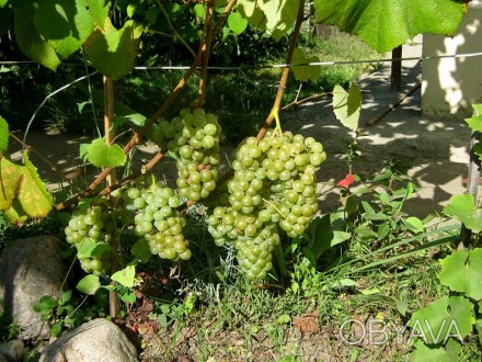 Саженцы белового винного неукрывного винограда Ноа.

Выращены из черенков, нар. . фото 1
