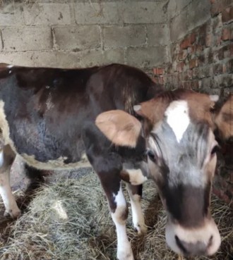 Продам телицю від доброї корови. Киев. фото 1 Продам телицю від доброї корови. Киев. фото 1