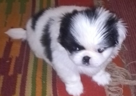 Продается щенок  пекинеса. Родился 2 мая 2021г, Обработан от паразитов, привит п. . фото 6