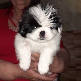 Продается щенок  пекинеса. Родился 2 мая 2021г, Обработан от паразитов, привит п. . фото 2