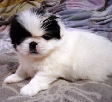Продается щенок  пекинеса. Родился 2 мая 2021г, Обработан от паразитов, привит п. . фото 3