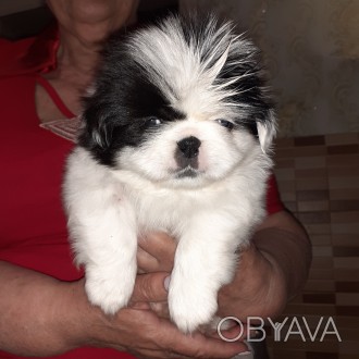 Продается щенок  пекинеса. Родился 2 мая 2021г, Обработан от паразитов, привит п. . фото 1