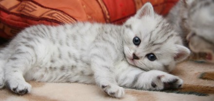 Британский короткошерстный котёнок. Николаев. фото 1 Британский короткошерстный котёнок. Николаев. фото 1