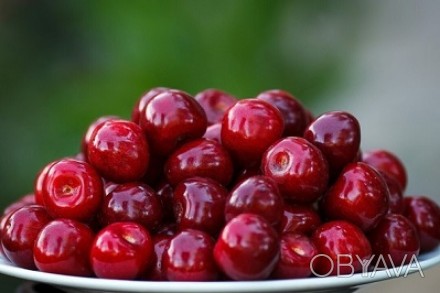 Закупка вишни. Куплю вишню дорого