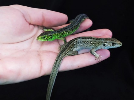 Прыткая ящерица. Lacerta agilis. Ручные ящерицы.. Киев. фото 1 Прыткая ящерица. Lacerta agilis. Ручные ящерицы.. Киев. фото 1