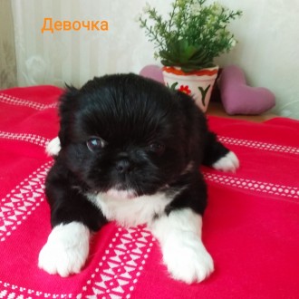Чистокровные щенки пекинеса, рождены 18.05.2021 г. Готовы к продаже, дважды прог. . фото 3