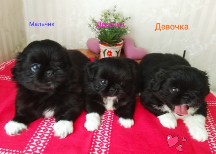 Чистокровные щенки пекинеса, рождены 18.05.2021 г. Готовы к продаже, дважды прог. . фото 2