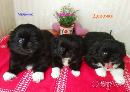 Чистокровные щенки пекинеса, рождены 18.05.2021 г. Готовы к продаже, дважды прог. . фото 1