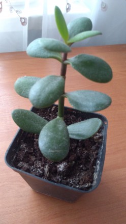 Молодое растение наземная часть 14 см.. . фото 3