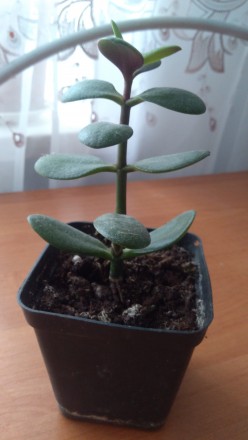 Молодое растение наземная часть 14 см.. . фото 2