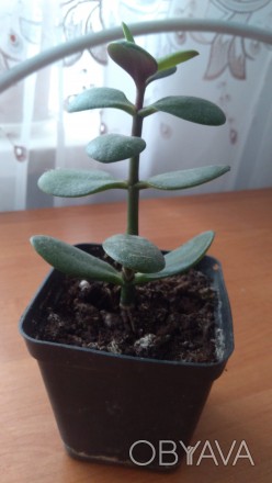 Молодое растение наземная часть 14 см.. . фото 1