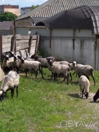 Продаю овечок Романівської породи (молодняк,дорослі).Розгляну різні пропозиції.Ц. . фото 1