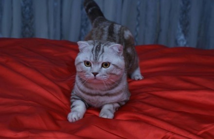 Красивый котик шотландский вислоухий ищет прямоухою кошечку для свиданий. родосл. . фото 5