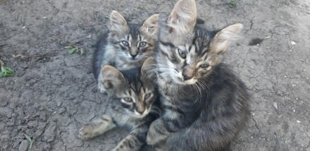 Щенки и котята в хорошие руки.помогите найти дом,где их будут любить. . фото 3