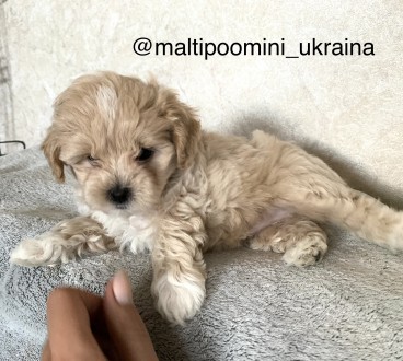 Доставка мини мальтипу, міні мальтіпу (той пудель+мальтез) два мальчика maltipoo. Белая Церковь. фото 1 Доставка мини мальтипу, міні мальтіпу (той пудель+мальтез) два мальчика maltipoo. Белая Церковь. фото 1