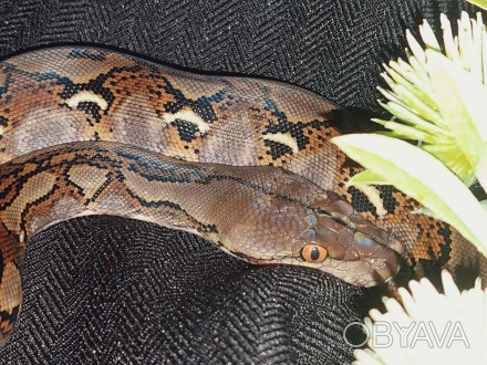 Сетчатый питон (лат. Python reticulatus) крупный, необычный вид змеи, его часто . . фото 1