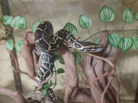 Змея тигровый питон (лат. Python molurus) малыши этого года, 65- 70 см, окрас ст. Киев. фото 1 Змея тигровый питон (лат. Python molurus) малыши этого года, 65- 70 см, окрас ст. Киев. фото 1