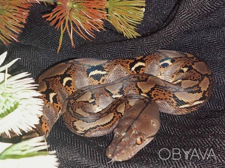 Сетчатый питон (лат. Python reticulatus) крупный, необычный вид змеи, его часто . . фото 1