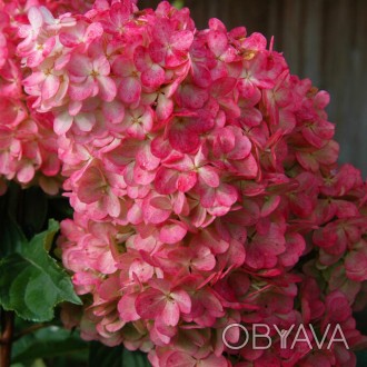 Гортензия метельчатая Тиклед Пинк / Hydrangea paniculata Tickled Pink
Новый сорт. . фото 1