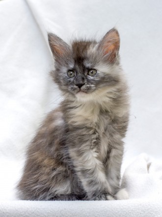 Питомник Parakentos предлагает к резерву котят. Рождение: 21,05,2021.  Котята с . . фото 5