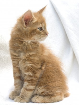 Питомник Parakentos предлагает к резерву котят. Рождение: 21,05,2021.  Котята с . . фото 3