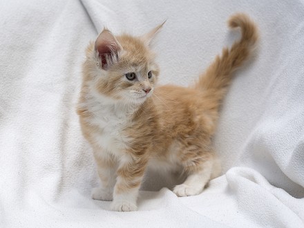 Питомник Parakentos предлагает к резерву котят. Рождение: 21,05,2021.  Котята с . . фото 6