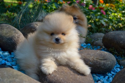 German Spitz TOY/ Pomeranian ( мини/цверг ) 

Инста: pom.mimi.toy 

https://. . фото 4