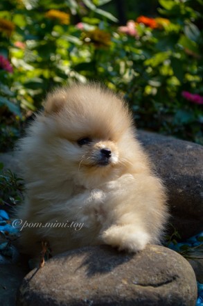 German Spitz TOY/ Pomeranian ( мини/цверг ) 

Инста: pom.mimi.toy 

https://. . фото 2