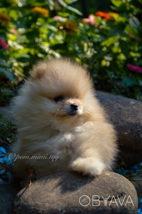 German Spitz TOY/ Pomeranian ( мини/цверг ) 

Инста: pom.mimi.toy 

https://. . фото 1