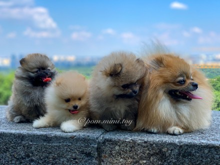 German Spitz TOY/ Pomeranian ( мини/цверг ) от титулованных родителей
Мальчик и. . фото 5